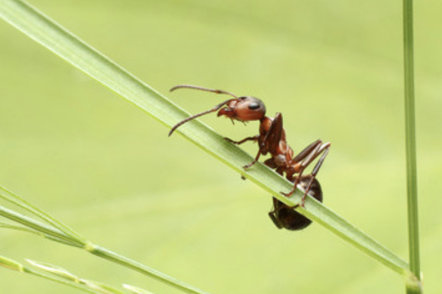 Ant on blade of grass.