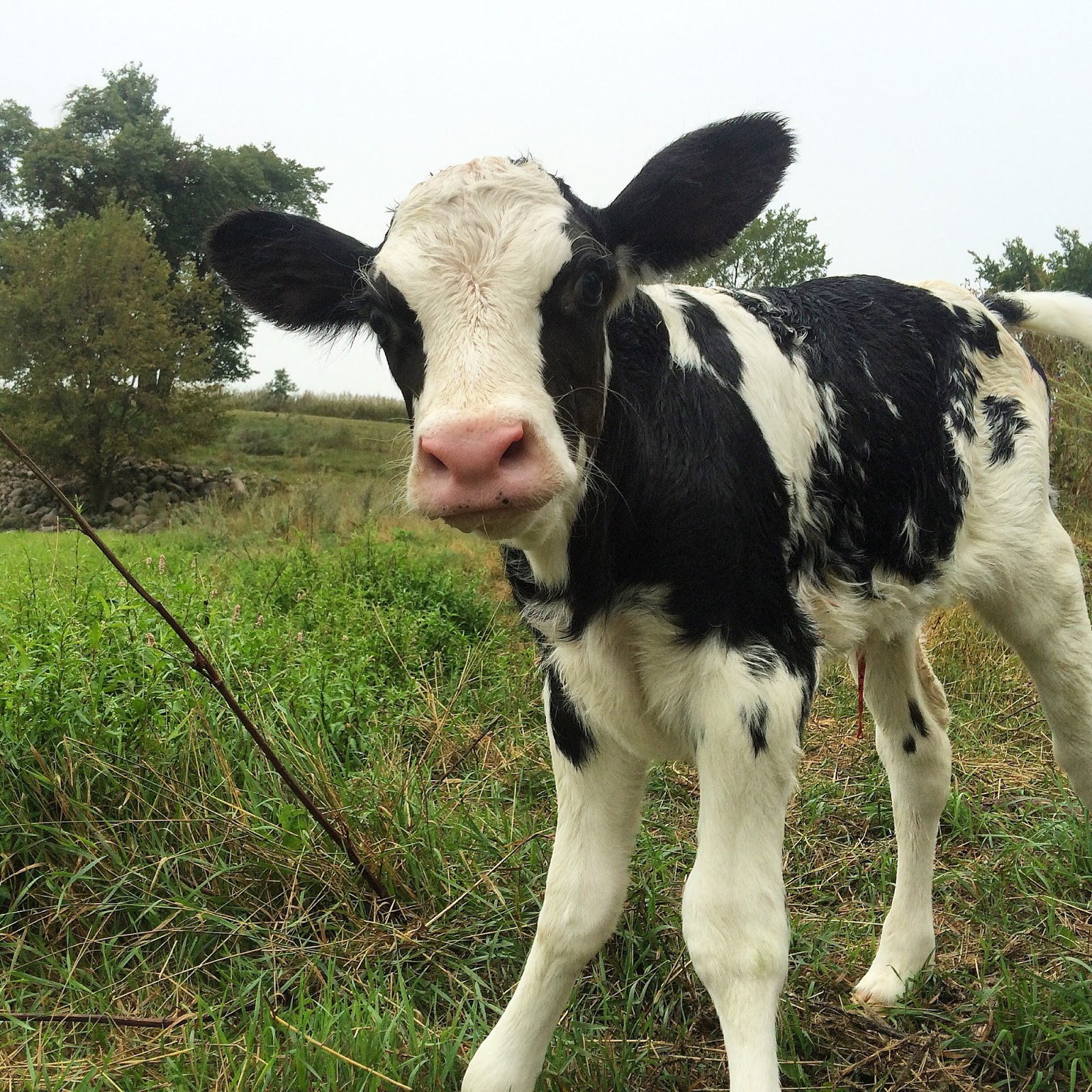 Image result for newborn calf